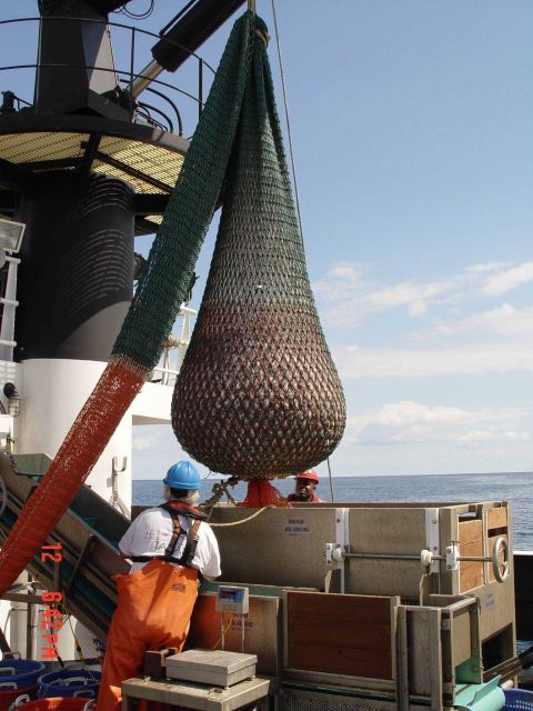 Preparing to dump cod end of trawl into hopper, part of the ship ladder system for conveying fish to wet lab Picture