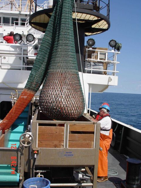 Preparing to dump cod end of trawl into hopper, part of the ship ladder system for conveying fish to wet lab Picture