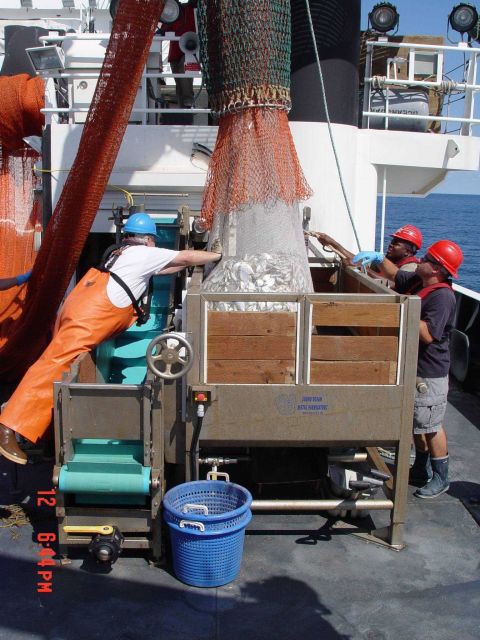 Dumping the catch into the hopper preparatory to conveying fish to wet lab for scientific processing. Picture