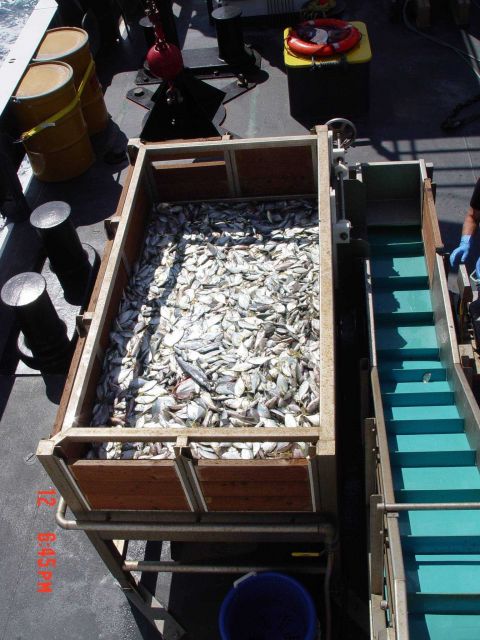 Hopper with ladder for conveying fish to wet lab for analysis Picture