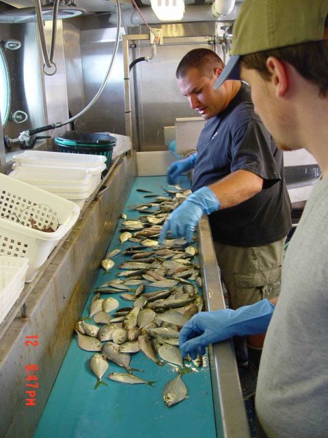 Scientific party sorting fish in wet lab Picture