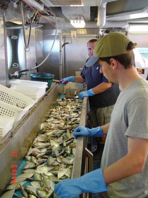 Scientific party sorting fish in wet lab Picture