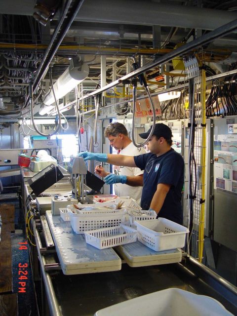 Weighing, measuring, and counting fish from scientific trawling operations in wet lab of the NOAA Ship PISCES Picture
