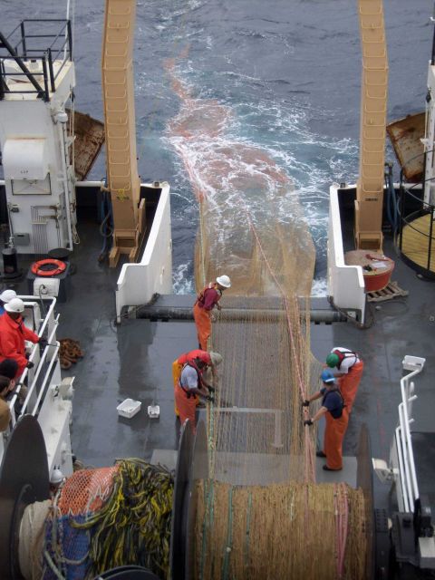 Recovering trawl net during small pelagic survey - note doors already secure. Picture