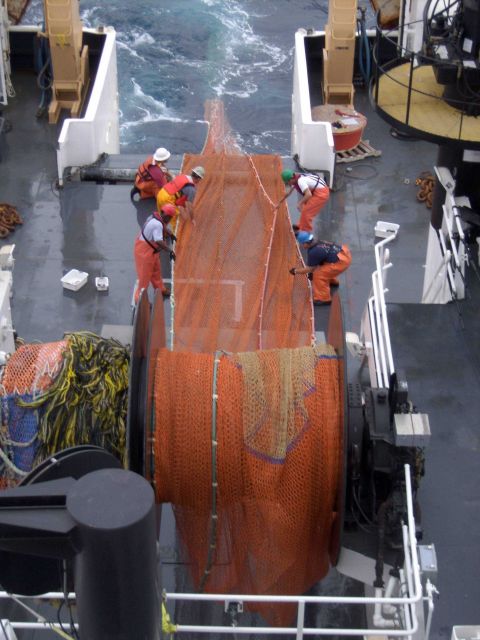 Recovering trawl net during small pelagic survey - note doors already secure. Picture