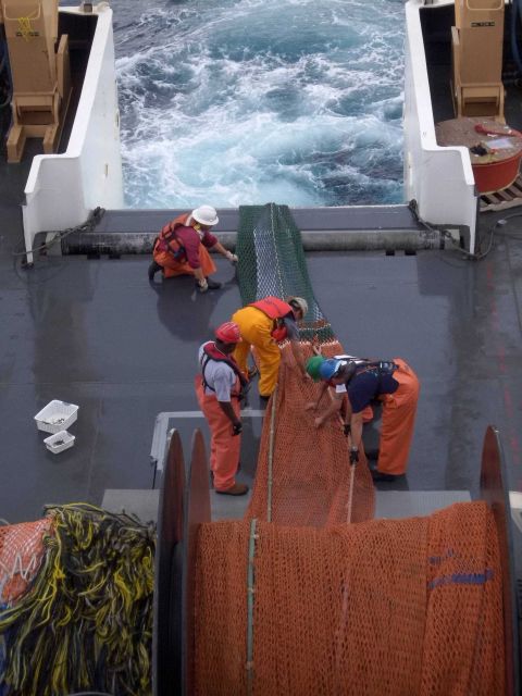 Recovering trawl net during small pelagic survey - note doors already secure. Picture