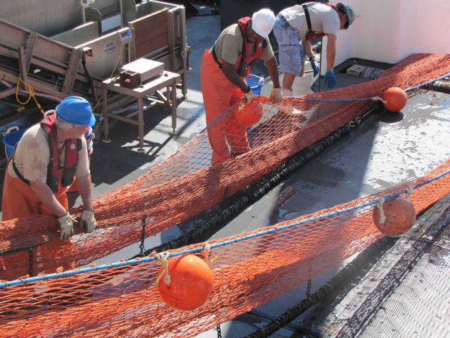 Recovering trawl net during small pelagic survey - note doors already secure. Picture