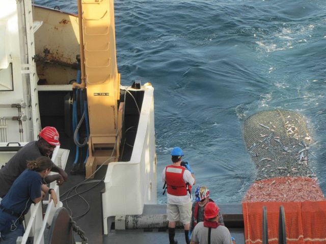Cod end of trawl net coming aboard during scientific trawling operations with 8,000 pound catch of almost all croaker, a forage fish. Picture