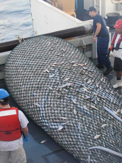 Cod end of trawl net coming aboard during scientific trawling operations with 8,000 pound catch of almost all croaker, a forage fish. Picture