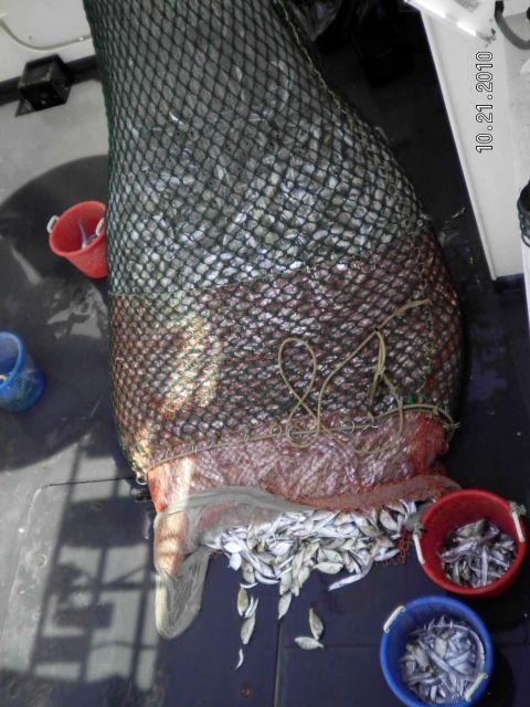 Dumping large catch onto deck for sorting. Picture