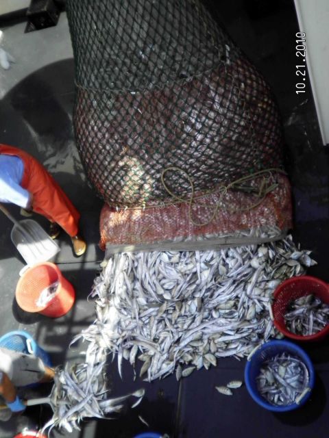 Dumping large catch onto deck for sorting. Picture