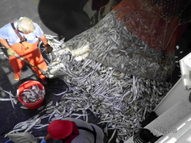 Using shovel to help sort and move fish from very large catch that is being dumped on deck. Picture