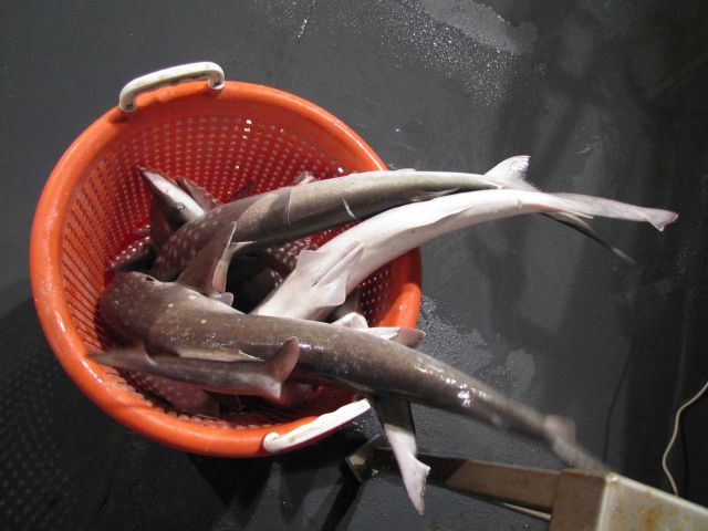 Dogfish in sorting basket. Picture