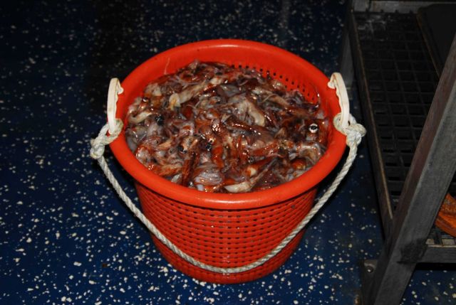 Squid in sorting basket. Picture