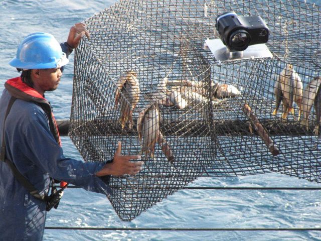 A fish trap with bait which has been equipped with a camera to study the behavior of attracted fish. Picture