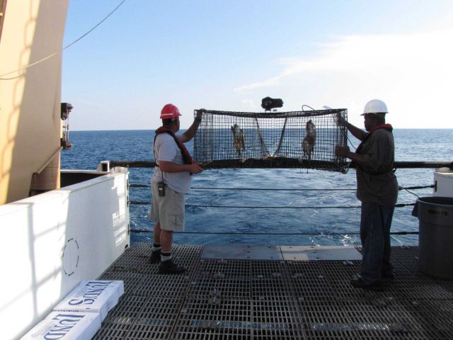 Deploying a fish trap from the stern of the NOAA Ship PISCES Picture