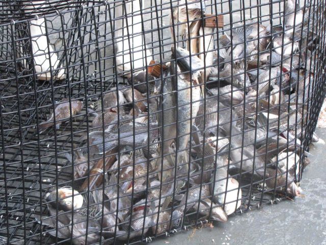 The catch in a fish trap deployed from the NOAA Ship PISCES. Picture