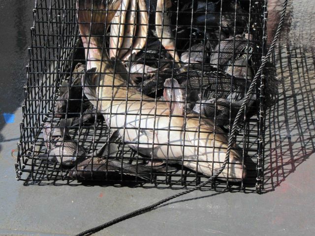 Large fish caught in fish trap deployed from NOAA Ship PISCES. Picture