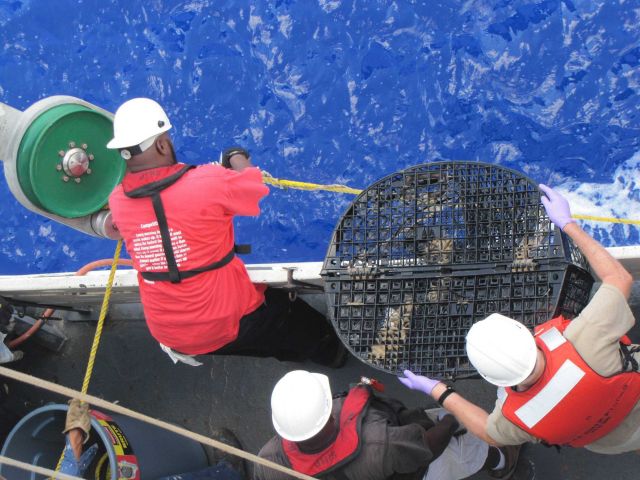 Retrieving a round crab trap on the NOAA Ship PISCES for Natural Resource Damage Assessment studies. Picture
