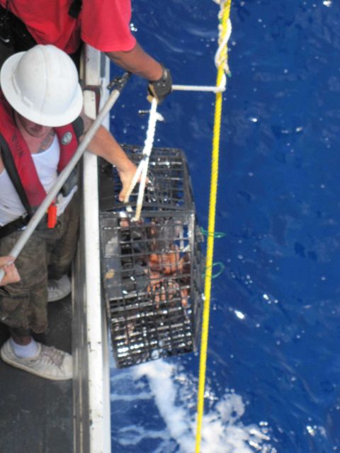 Retrieving a round crab trap on the NOAA Ship PISCES for Natural Resource Damage Assessment studies. Picture