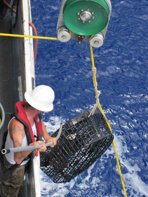 Retrieving a round crab trap on the NOAA Ship PISCES for Natural Resource Damage Assessment studies. Picture