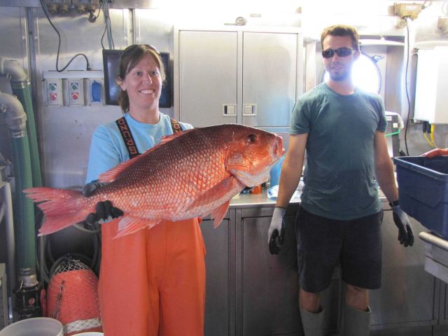 Displaying a large red sea bass Picture