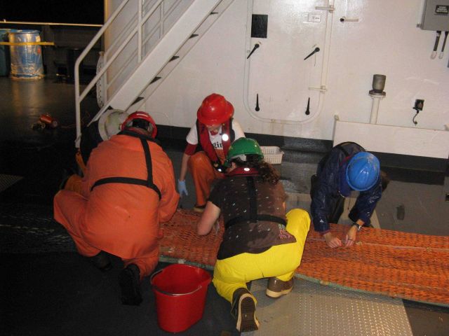 Scientists picking over cod end of net for adhering biota. Picture