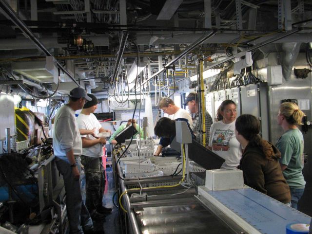 Scientific party counting fish, determining species, etc., from trawl survey conducted on NOAA Ship PISCES. Picture