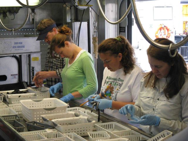 Sorting a trawl catch in the ship wet laboratory. Picture