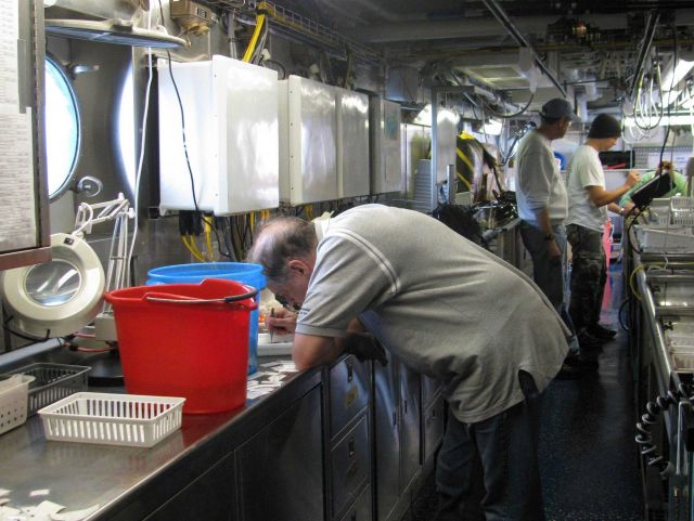 Scientist sorting small biota in ship wet laboratory. Picture