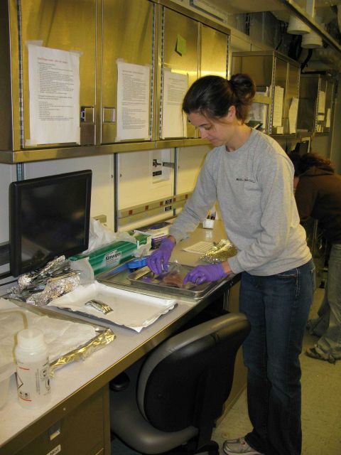 Scientist preparing fish samples for further analysis in a shore facility. Picture