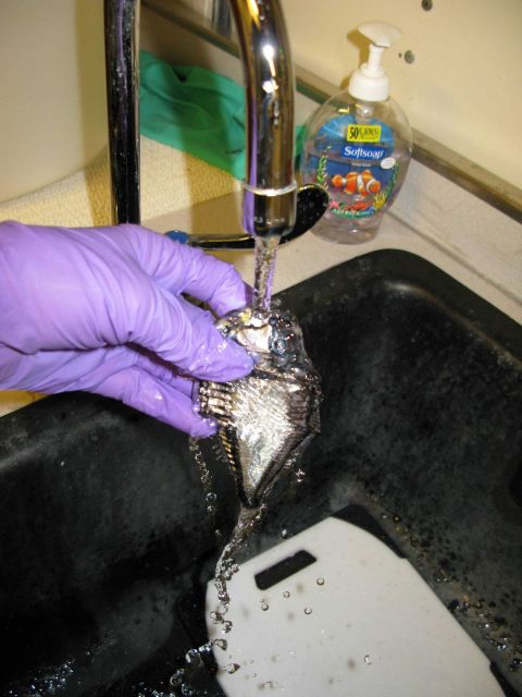 Scientist preparing hatchet fish for further analysis Picture