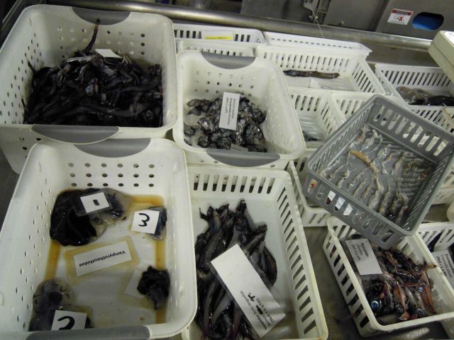 Fisheries Collection Picture