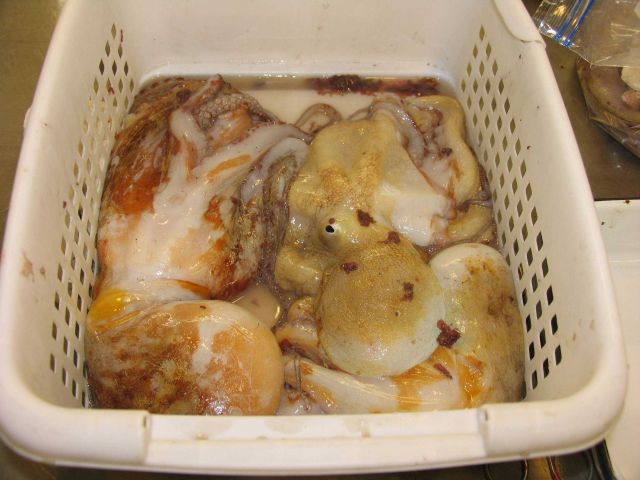 Fisheries Collection Picture