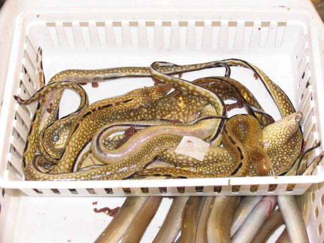 Fisheries Collection Picture