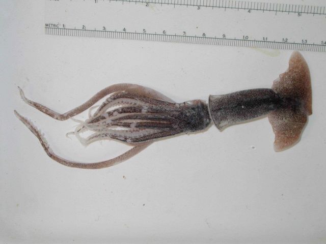 The squid species Moroteuthis robsoni Picture