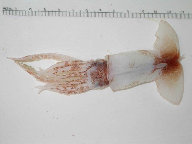 The squid species Onykia walvisteuthis Picture