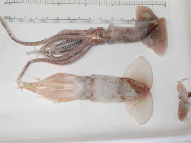 The squid species Onykia walvisteuthis Picture
