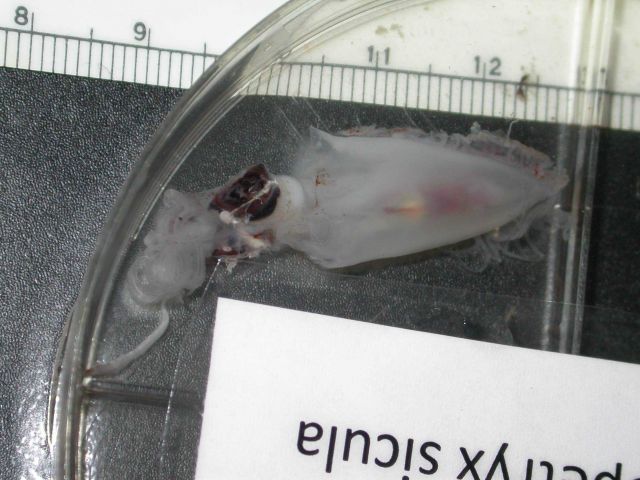 The squid species Chenopteryx sicula Picture