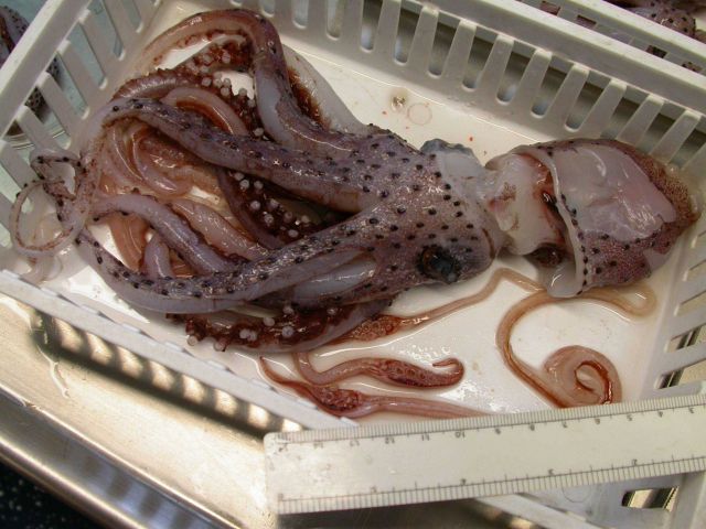 The squid species Histioteuthis corona Picture