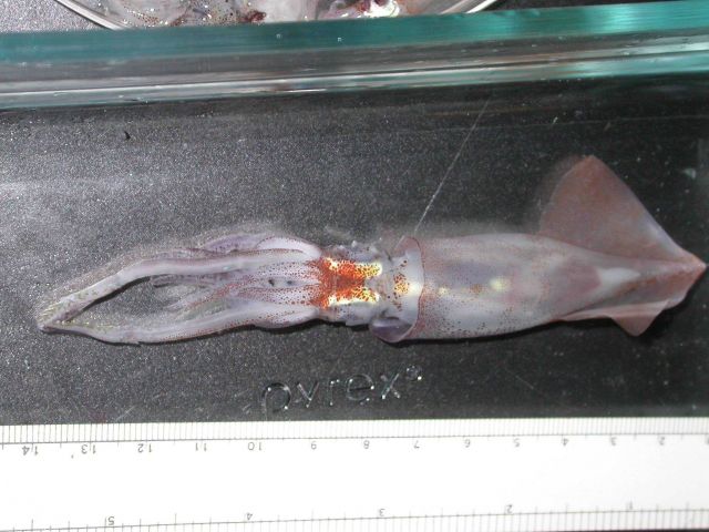 The squid species Onychoteuthis banksii Picture