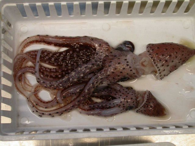 The squid species Stigmatoteuthis arcturi Picture