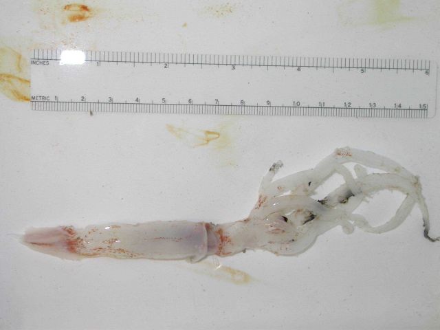 The squid species Architeuthis sp. Picture