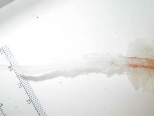 The squid species Asperoteuthis acanthoderma Picture