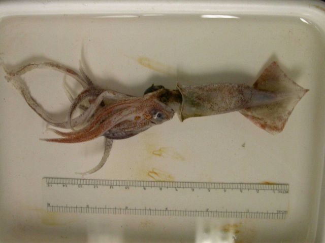 The squid species Moroteuthis robsoni Picture