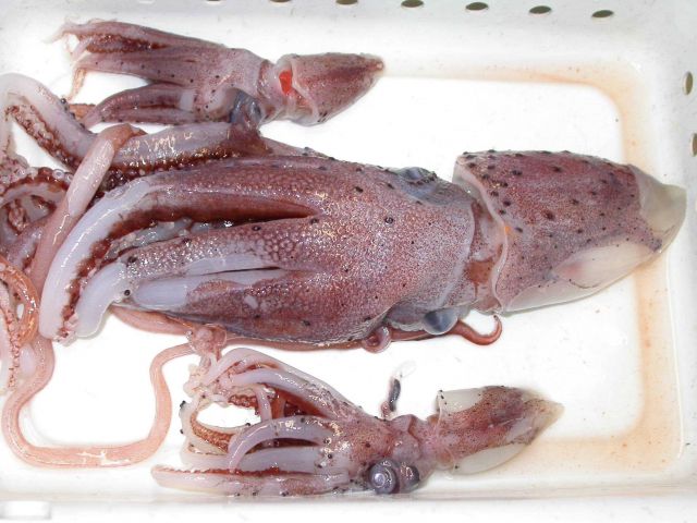 The squid species Stigmatoteuthis arcturi Picture