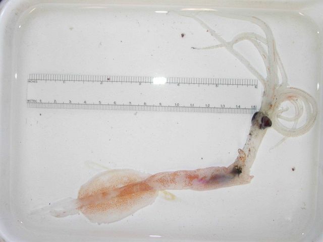 The squid species Asperoteuthis acanthoderma Picture