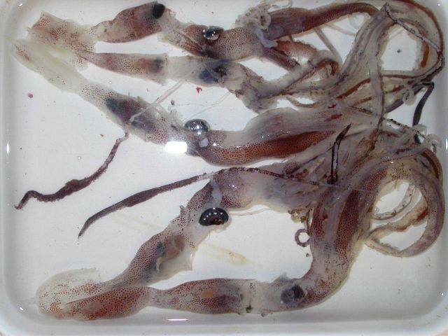 The squid species Chiroteuthis spoeli Picture