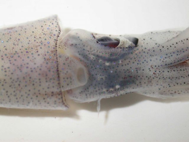 The squid species Abralia redfieldi Picture