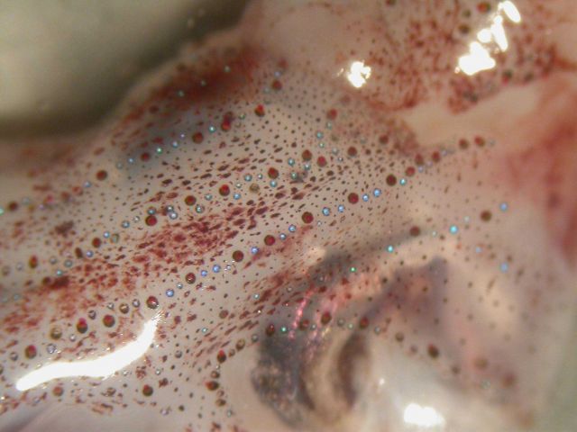 The squid species Abraliopsis atlantica Picture